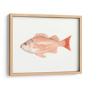 Acuarela Pescado Mar Profundo I - Naomi McCavitt | Cuadro decorativo de Canvas Lab