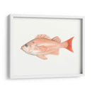 Acuarela Pescado Mar Profundo I - Naomi McCavitt | Cuadro decorativo de Canvas Lab