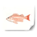 Acuarela Pescado Mar Profundo I - Naomi McCavitt | Cuadro decorativo de Canvas Lab