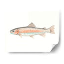 Acuarela Pescado Mar Profundo Ii - Naomi McCavitt | Cuadro decorativo de Canvas Lab