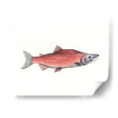 Acuarela Pescado Profundo De Mar Iii - Naomi McCavitt | Cuadro decorativo de Canvas Lab