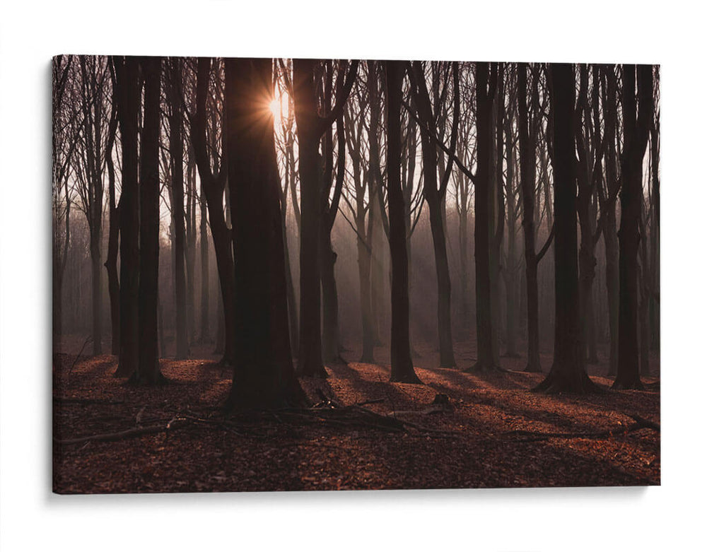 Bosque en penumbra | Cuadro decorativo de Canvas Lab