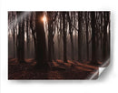 Bosque en penumbra | Cuadro decorativo de Canvas Lab