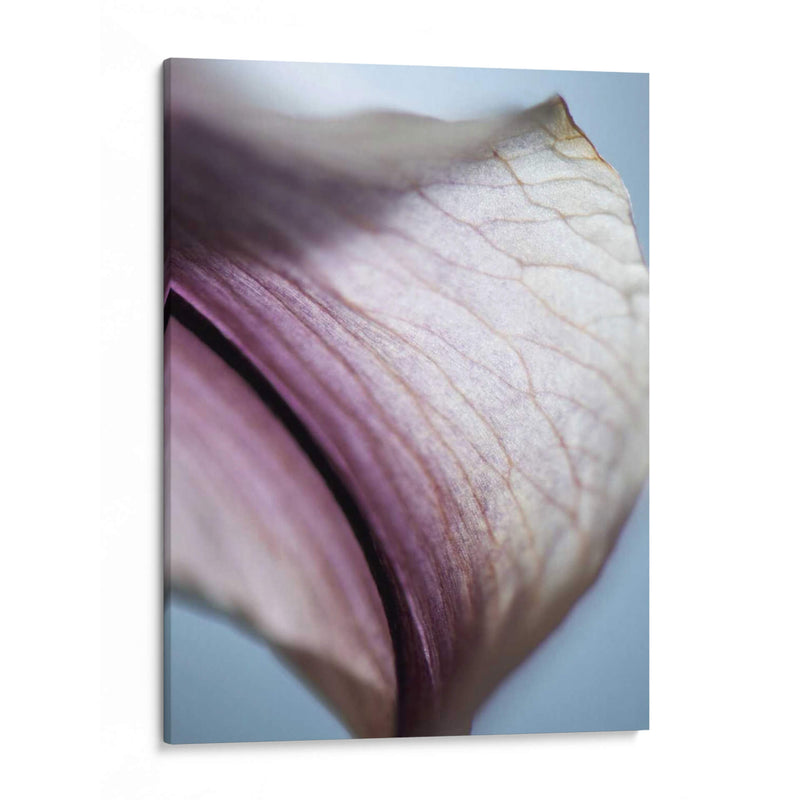 Lily Dusk Iii - Jonathan Nourock | Cuadro decorativo de Canvas Lab