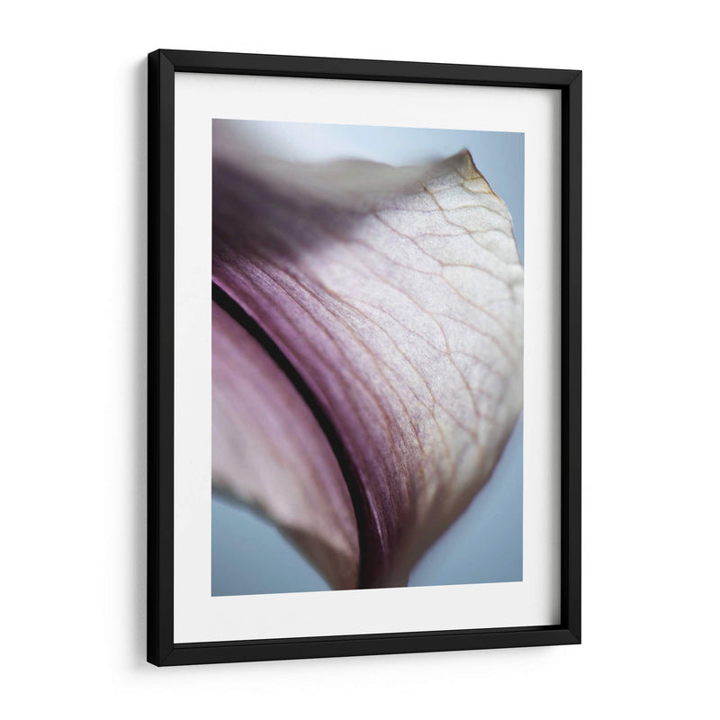 Lily Dusk Iii - Jonathan Nourock | Cuadro decorativo de Canvas Lab