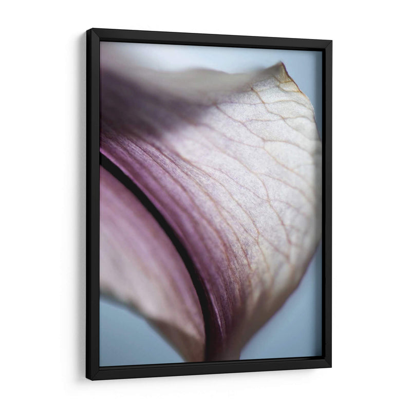 Lily Dusk Iii - Jonathan Nourock | Cuadro decorativo de Canvas Lab