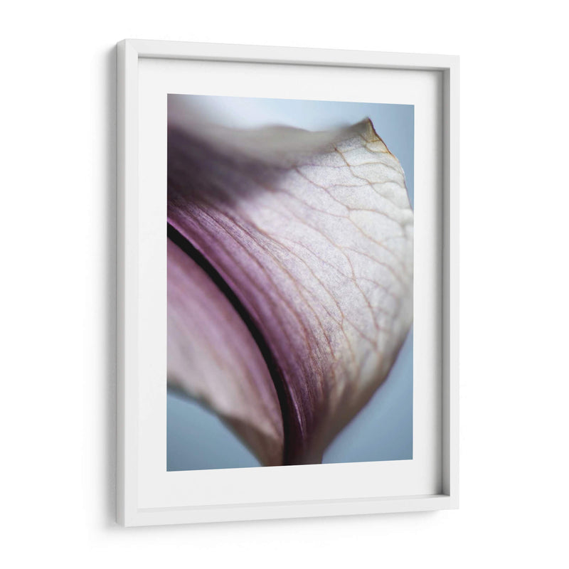 Lily Dusk Iii - Jonathan Nourock | Cuadro decorativo de Canvas Lab