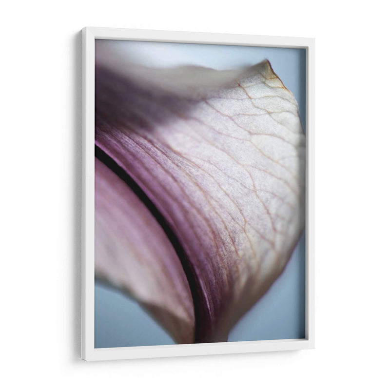 Lily Dusk Iii - Jonathan Nourock | Cuadro decorativo de Canvas Lab