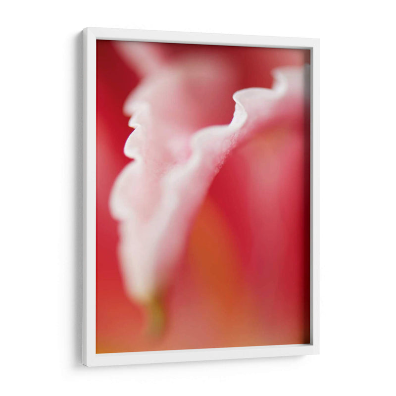 Macro Tulipio I - Jonathan Nourock | Cuadro decorativo de Canvas Lab