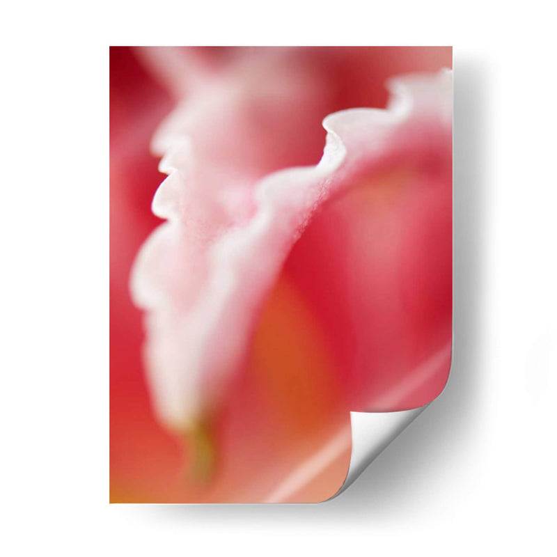 Macro Tulipio I - Jonathan Nourock | Cuadro decorativo de Canvas Lab