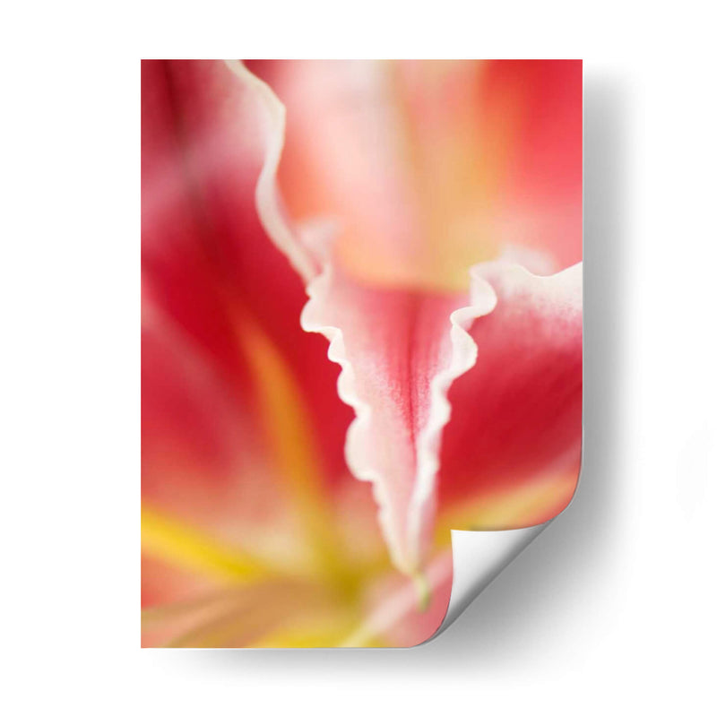 Macro Tulipio Ii - Jonathan Nourock | Cuadro decorativo de Canvas Lab