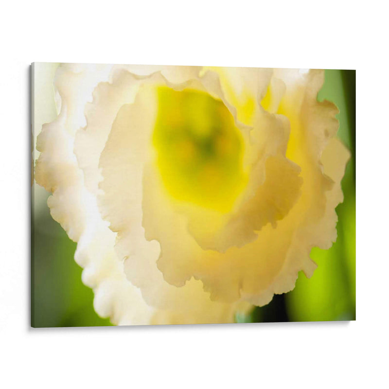 Lisianthus Blanco I - Jonathan Nourock | Cuadro decorativo de Canvas Lab