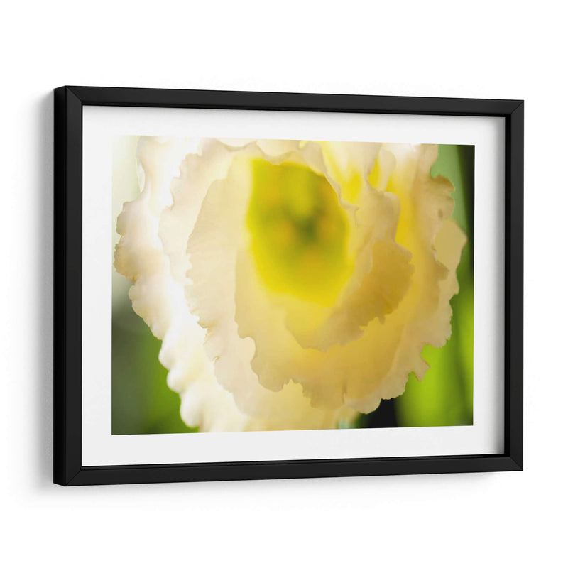 Lisianthus Blanco I - Jonathan Nourock | Cuadro decorativo de Canvas Lab