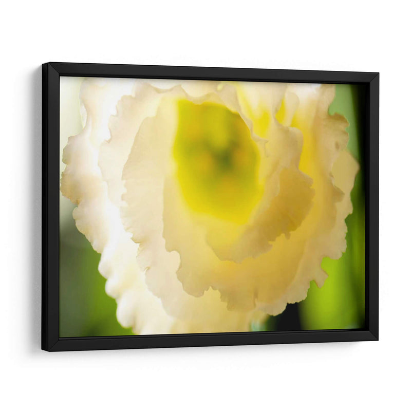 Lisianthus Blanco I - Jonathan Nourock | Cuadro decorativo de Canvas Lab