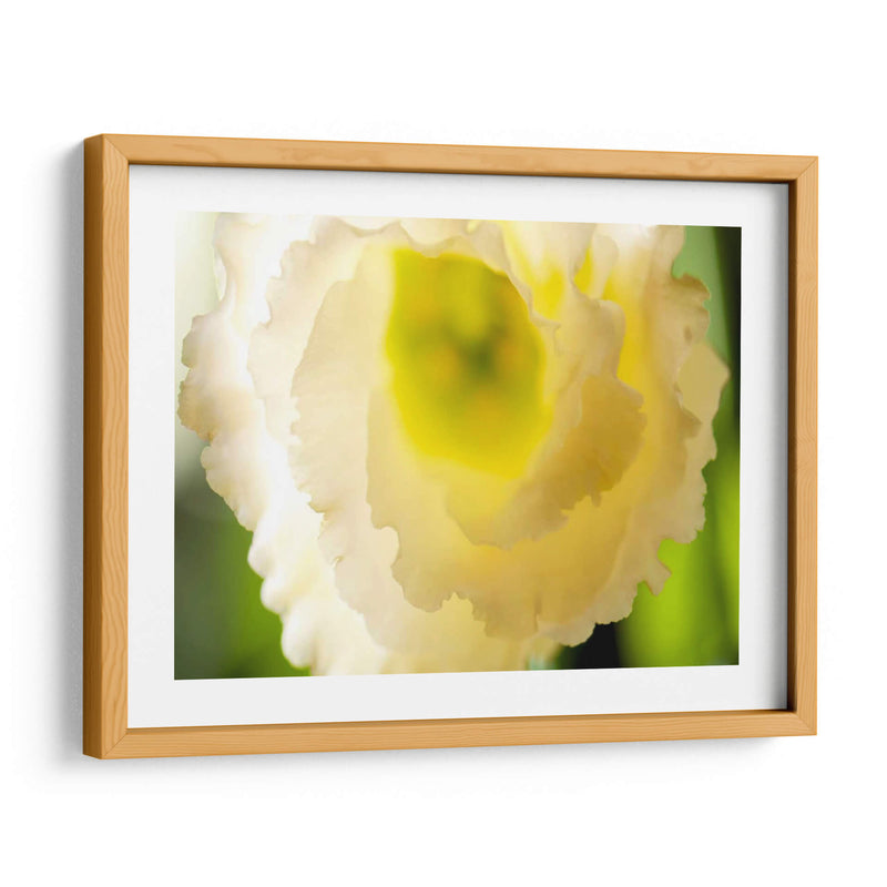 Lisianthus Blanco I - Jonathan Nourock | Cuadro decorativo de Canvas Lab