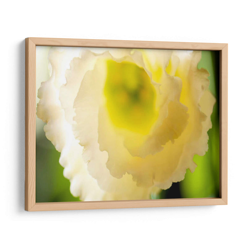 Lisianthus Blanco I - Jonathan Nourock | Cuadro decorativo de Canvas Lab