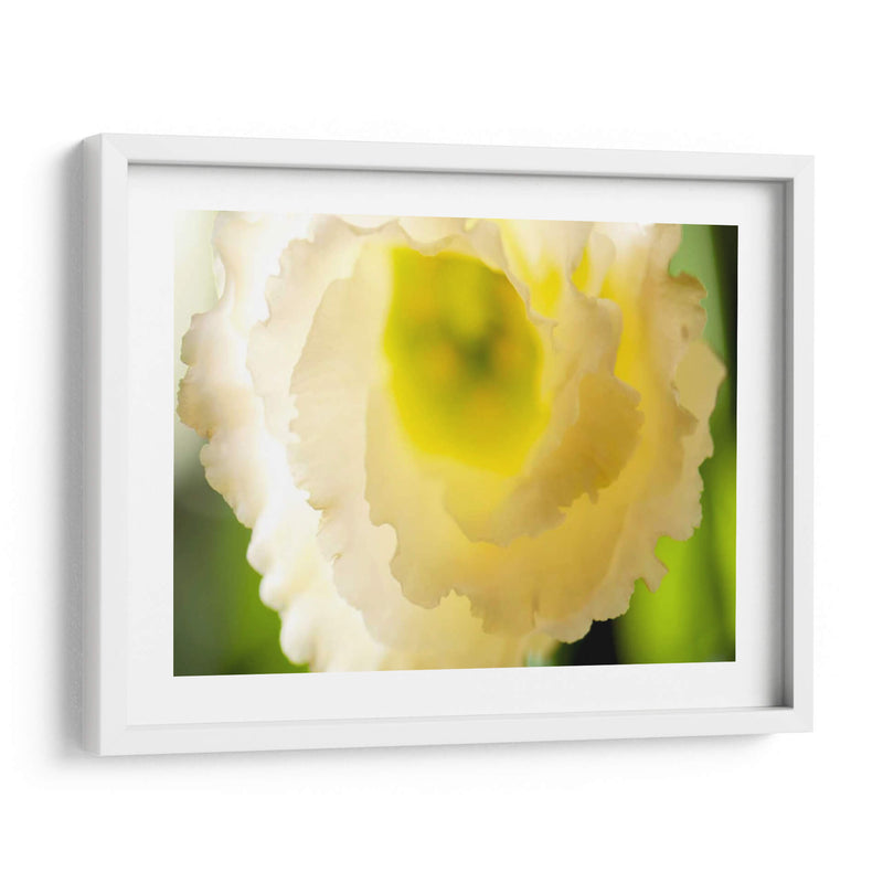 Lisianthus Blanco I - Jonathan Nourock | Cuadro decorativo de Canvas Lab