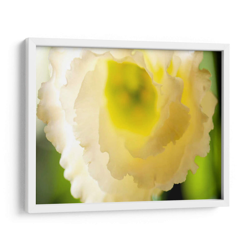 Lisianthus Blanco I - Jonathan Nourock | Cuadro decorativo de Canvas Lab