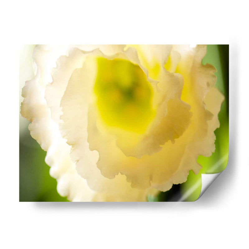 Lisianthus Blanco I - Jonathan Nourock | Cuadro decorativo de Canvas Lab