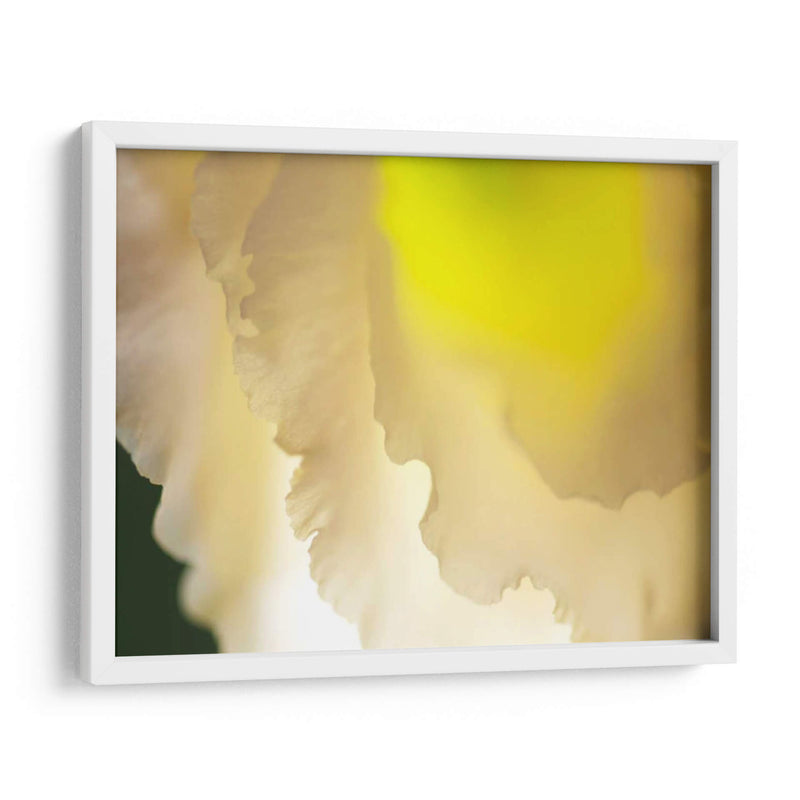 Lisianthus Ii Blanco - Jonathan Nourock | Cuadro decorativo de Canvas Lab