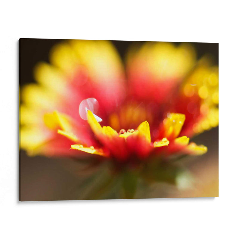 Gaillardia I - Jonathan Nourock | Cuadro decorativo de Canvas Lab