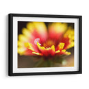 Gaillardia I - Jonathan Nourock | Cuadro decorativo de Canvas Lab