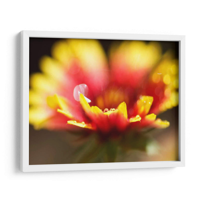 Gaillardia I - Jonathan Nourock | Cuadro decorativo de Canvas Lab