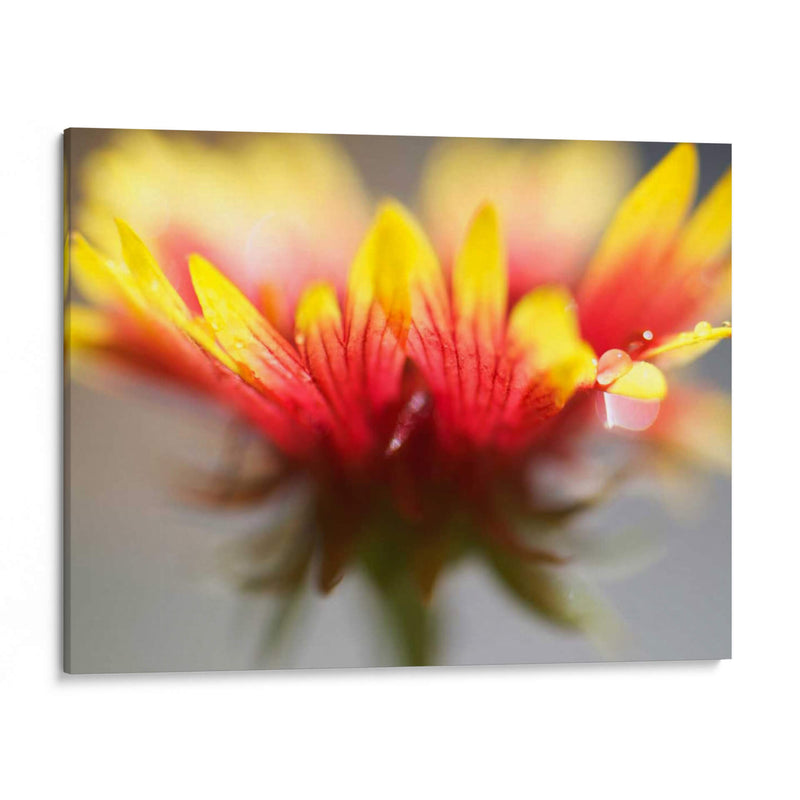 Gaillardia Ii - Jonathan Nourock | Cuadro decorativo de Canvas Lab