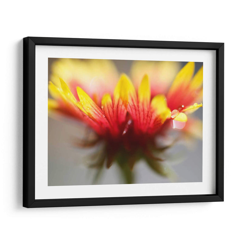 Gaillardia Ii - Jonathan Nourock | Cuadro decorativo de Canvas Lab