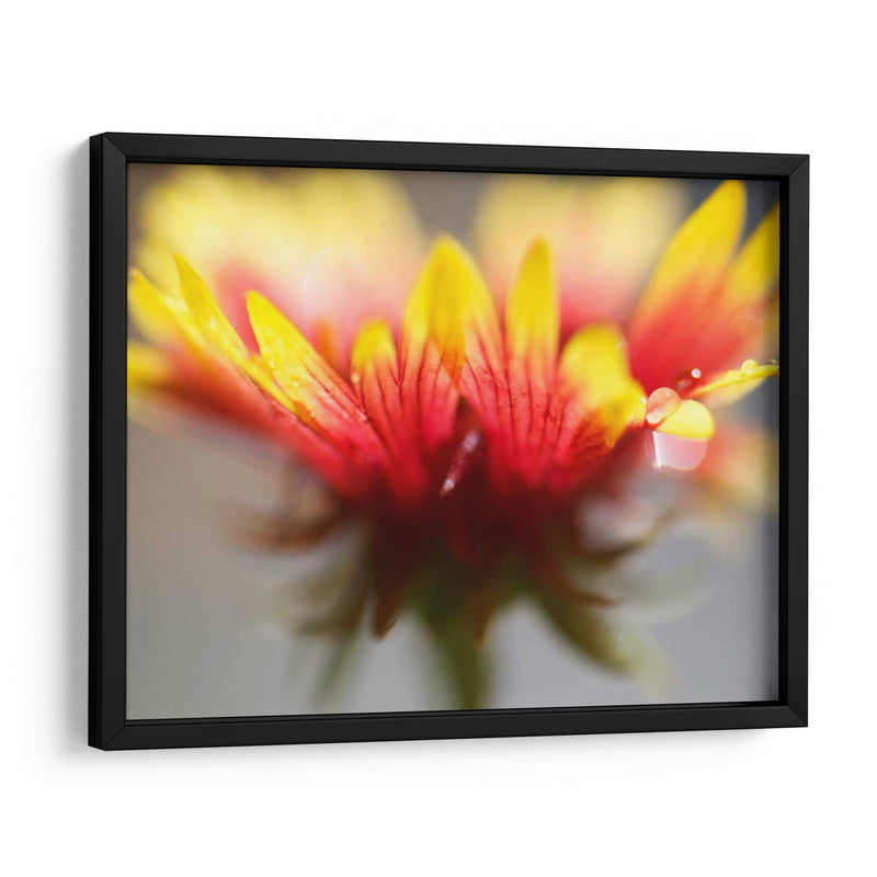 Gaillardia Ii - Jonathan Nourock | Cuadro decorativo de Canvas Lab