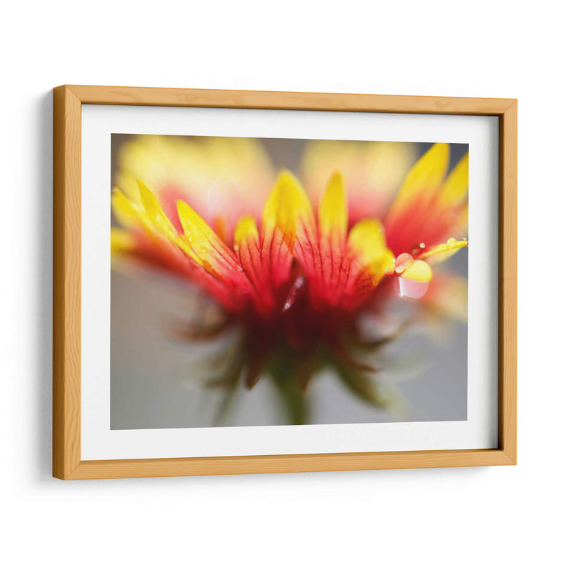 Gaillardia Ii - Jonathan Nourock | Cuadro decorativo de Canvas Lab