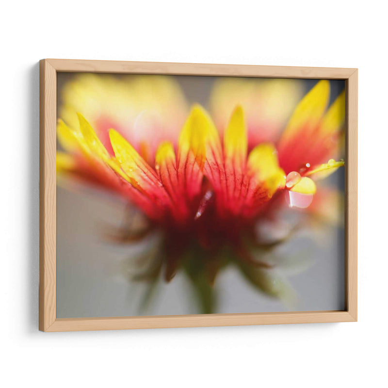 Gaillardia Ii - Jonathan Nourock | Cuadro decorativo de Canvas Lab