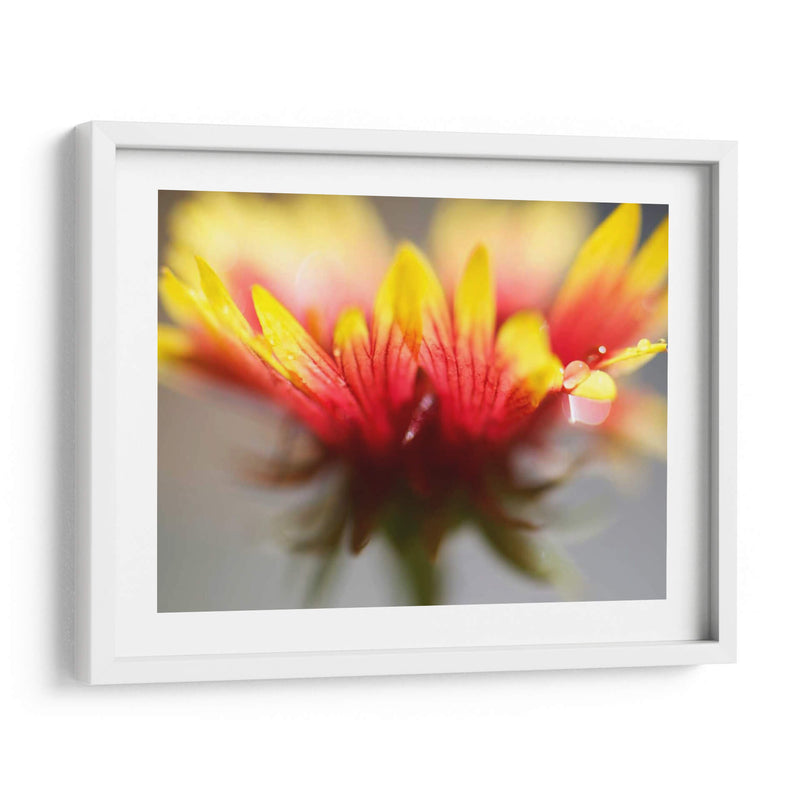 Gaillardia Ii - Jonathan Nourock | Cuadro decorativo de Canvas Lab