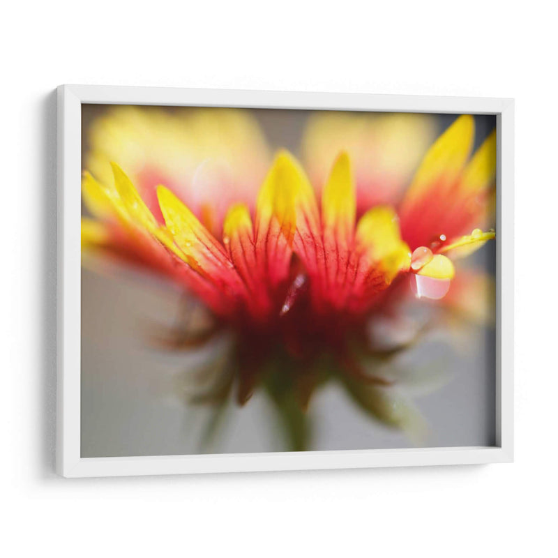 Gaillardia Ii - Jonathan Nourock | Cuadro decorativo de Canvas Lab