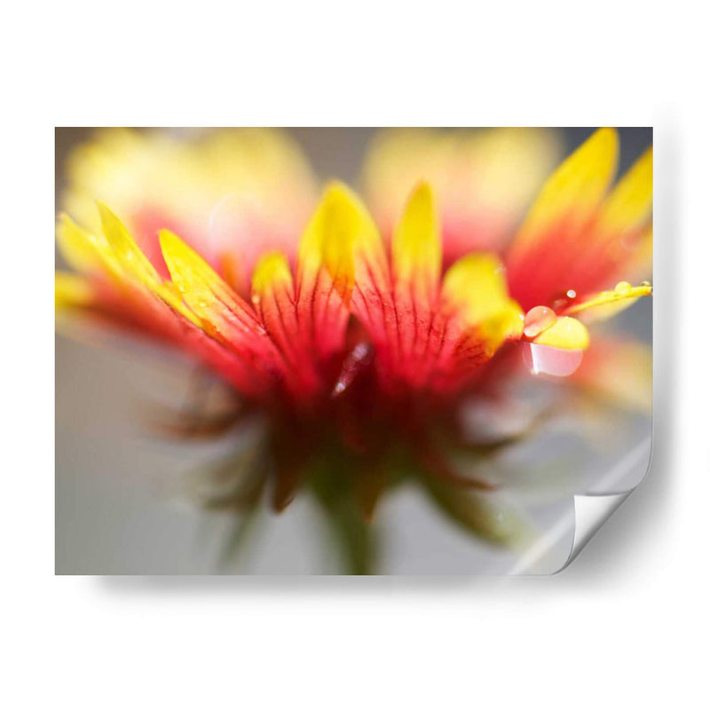 Gaillardia Ii - Jonathan Nourock | Cuadro decorativo de Canvas Lab