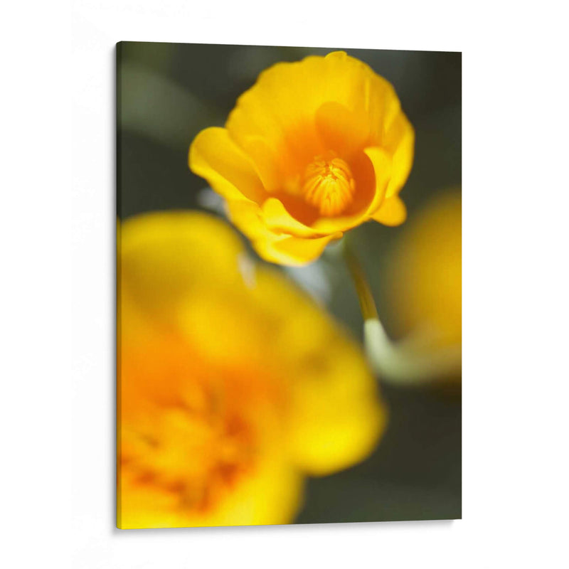 California Poppy I - Jonathan Nourock | Cuadro decorativo de Canvas Lab