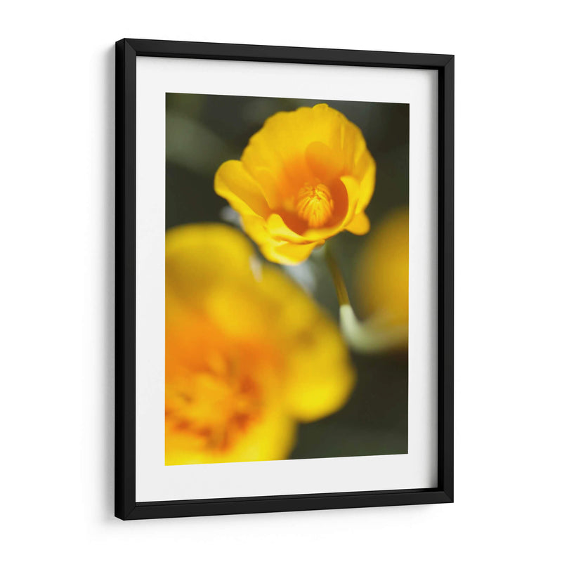 California Poppy I - Jonathan Nourock | Cuadro decorativo de Canvas Lab