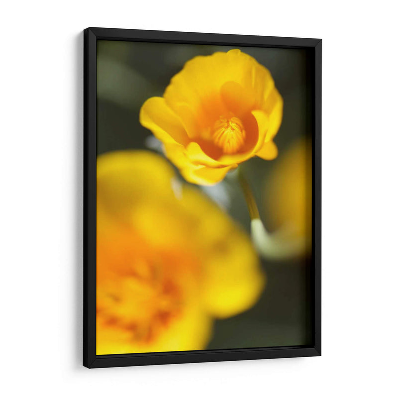 California Poppy I - Jonathan Nourock | Cuadro decorativo de Canvas Lab