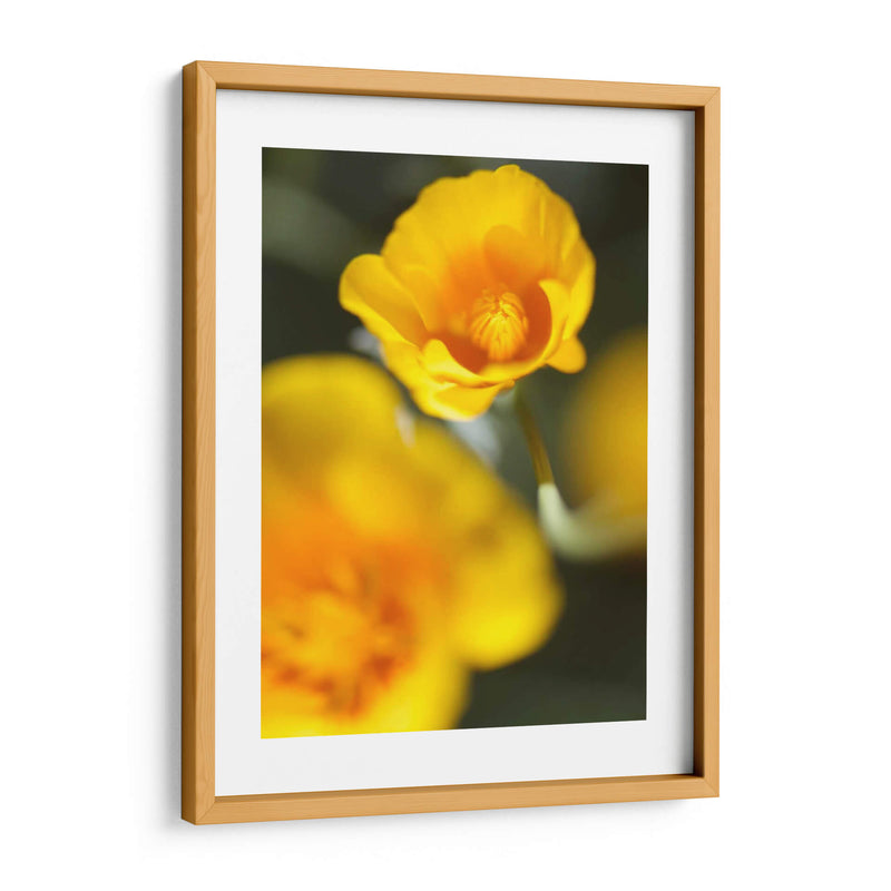 California Poppy I - Jonathan Nourock | Cuadro decorativo de Canvas Lab