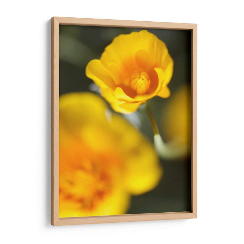 California Poppy I - Jonathan Nourock | Cuadro decorativo de Canvas Lab