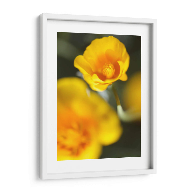 California Poppy I - Jonathan Nourock | Cuadro decorativo de Canvas Lab