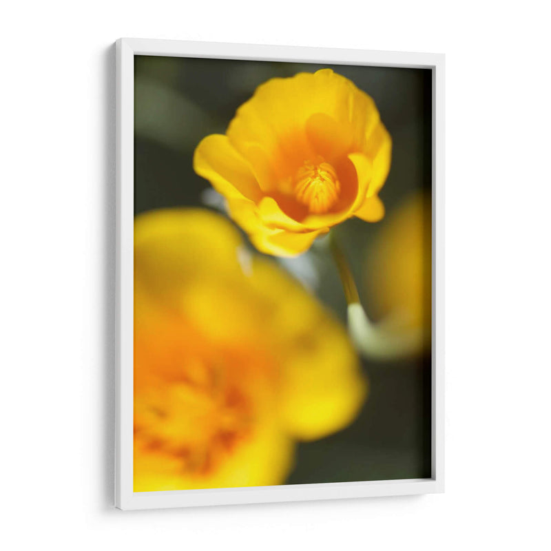 California Poppy I - Jonathan Nourock | Cuadro decorativo de Canvas Lab