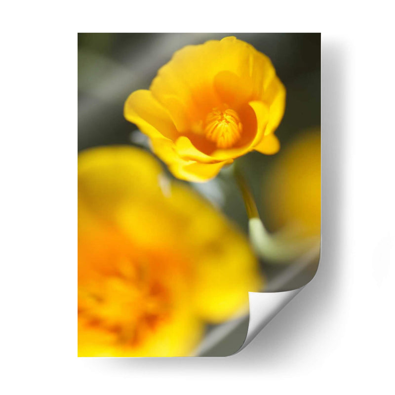 California Poppy I - Jonathan Nourock | Cuadro decorativo de Canvas Lab