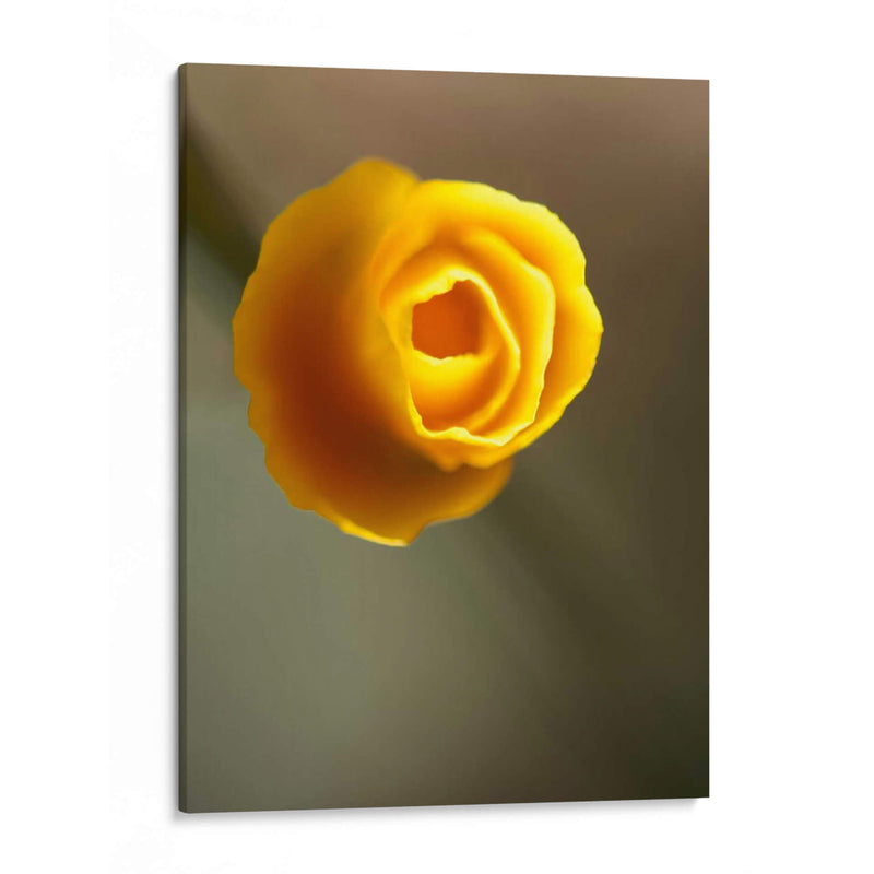 California Poppy Ii - Jonathan Nourock | Cuadro decorativo de Canvas Lab