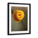 California Poppy Ii - Jonathan Nourock | Cuadro decorativo de Canvas Lab