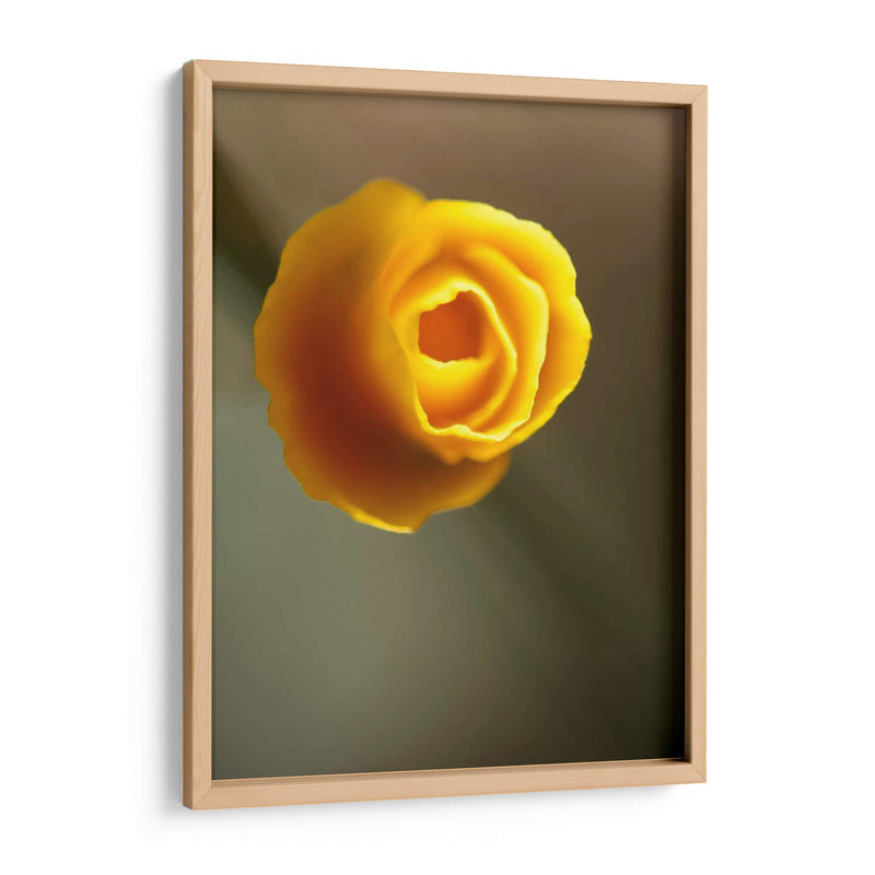 California Poppy Ii - Jonathan Nourock | Cuadro decorativo de Canvas Lab