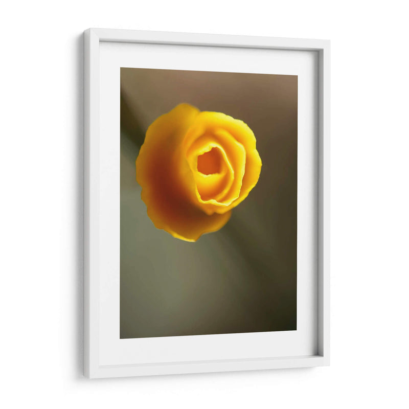 California Poppy Ii - Jonathan Nourock | Cuadro decorativo de Canvas Lab