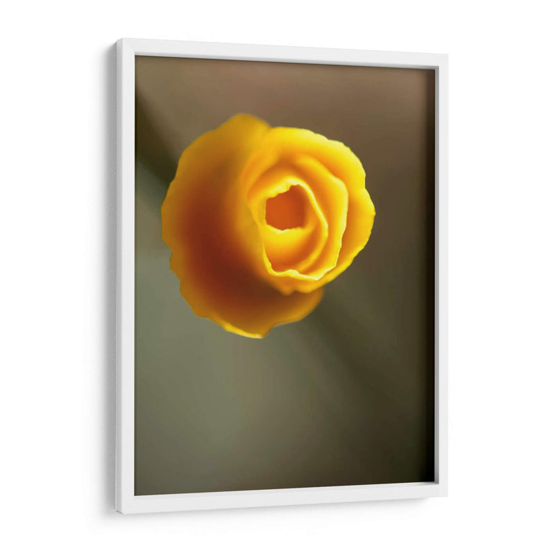 California Poppy Ii - Jonathan Nourock | Cuadro decorativo de Canvas Lab