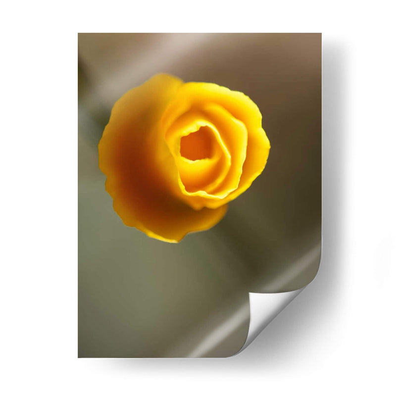 California Poppy Ii - Jonathan Nourock | Cuadro decorativo de Canvas Lab