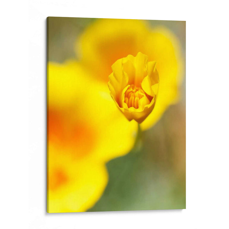 California Poppy Iii - Jonathan Nourock | Cuadro decorativo de Canvas Lab